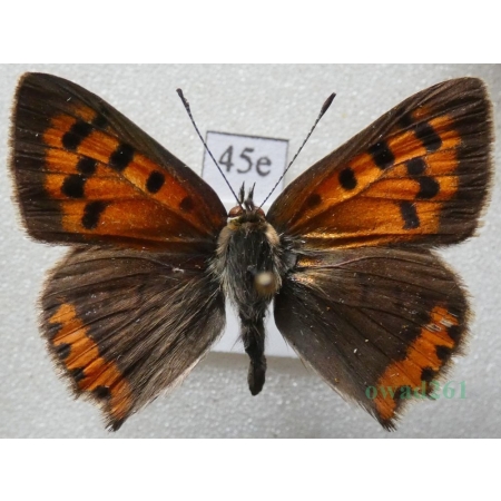 Lycaena phlaeas (Linnaeus, 1761) Czerwończyk żarek Poland45e